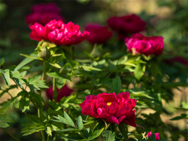 芳紀 (2).jpg